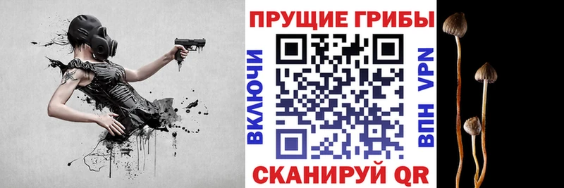 Псилоцибиновые грибы Cubensis  Купить закладки  Кудымкар 